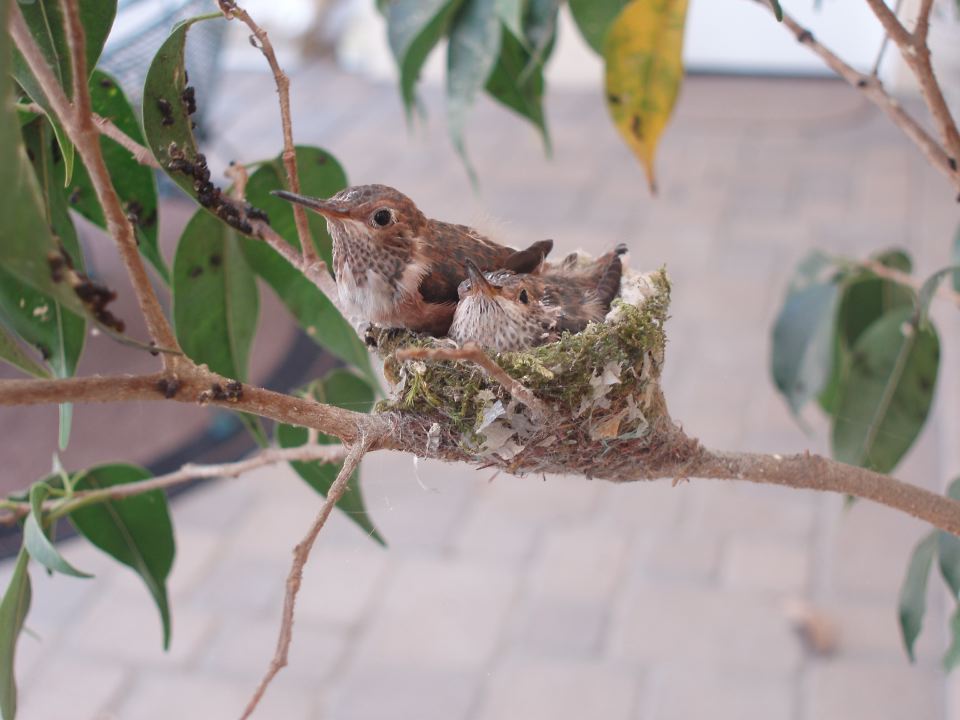 Hummingbird Babies 20 Days.JPG