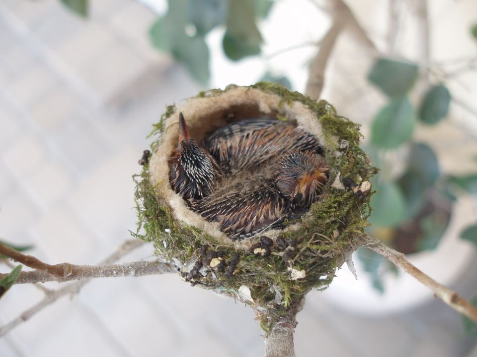 Hummingbird Babies.JPG