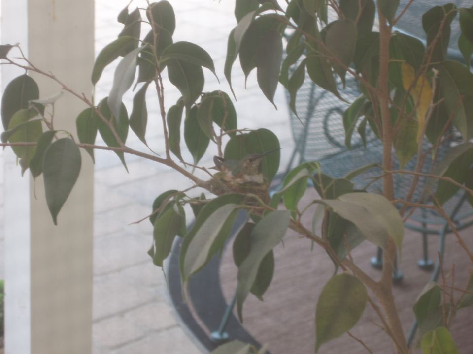 Hummingbird Brooding Egg on Nest.JPG