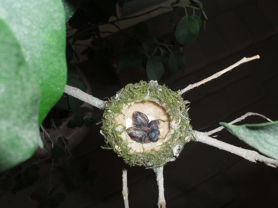 Hummingbird Hatchlings.JPG