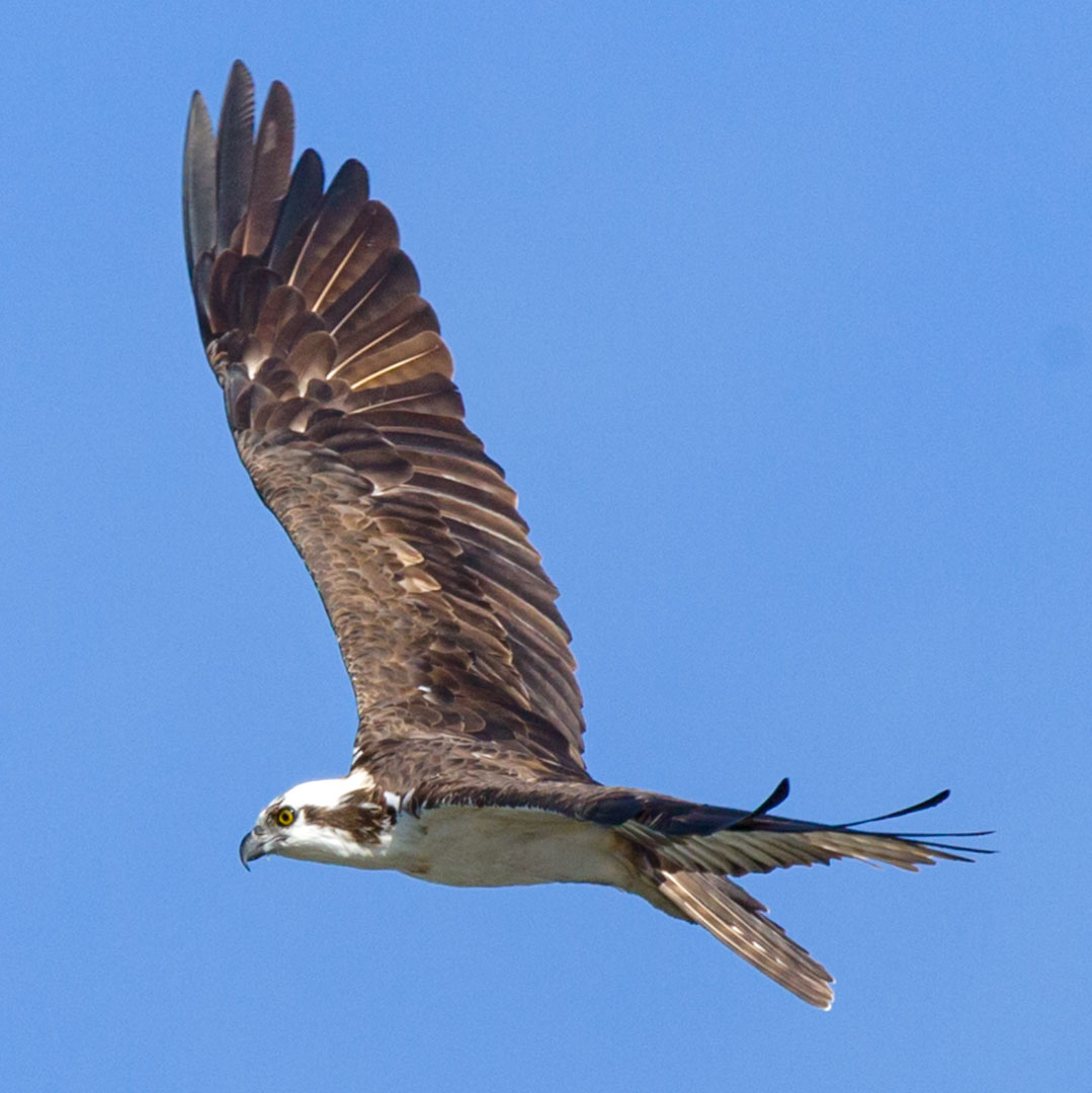 IMG_6351.jpg