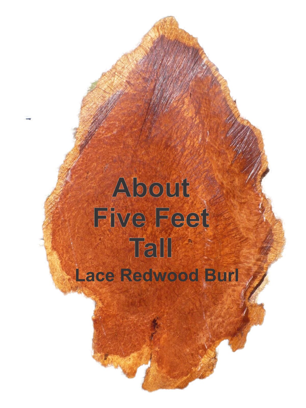 Lace redwood burl slab.jpg