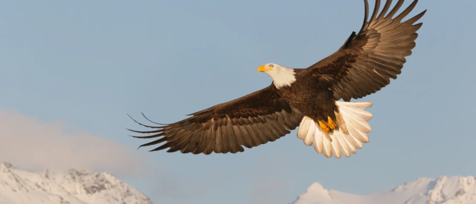 National American Eagle Day.webp