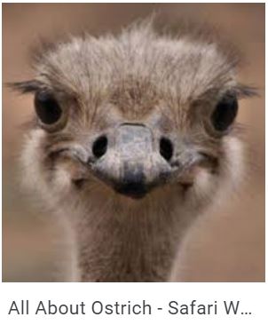 ostrich.JPG