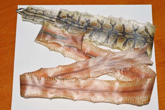 SnakeSkins1.jpg