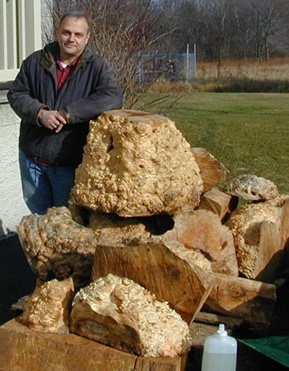 The%20Burls!%20cropped.jpg