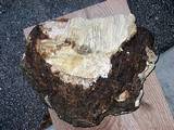 tn_burl%20inside.jpg