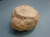 tn_Maple%20Burl.jpg