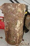 tn_mysterywood1.jpg