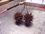 tn_sweetgum.jpg