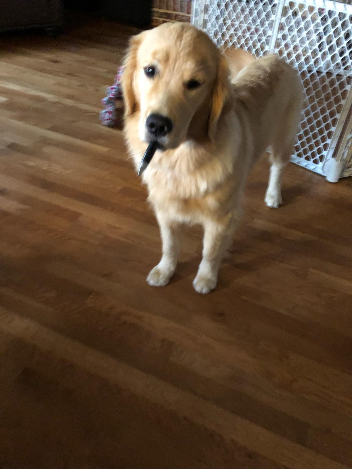 Willow 9 months Holding Cigar Pen.jpeg