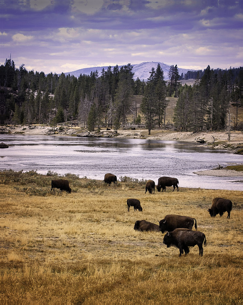 yellowstone_river_buffalo_RTP copy.jpg
