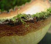- White Oak Lichen 01.jpg