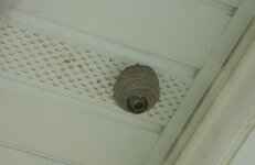 hive 002.jpg
