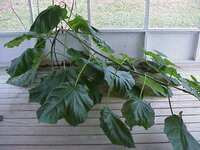 plant from hell.jpg