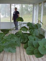 plant in the floor.jpg