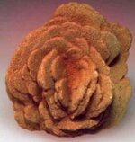 Rose.jpg