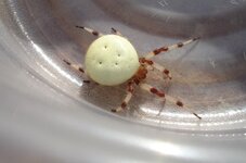 spider 006.jpg