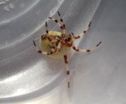 spider 007.jpg