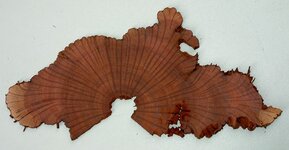 Tree1 640x333.JPG