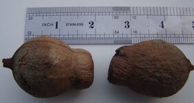 banksia pode.jpg