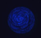 blue rose 3.jpg