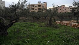 B Olive Trees2.jpg