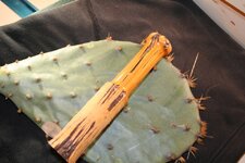 IMG_4557.jpg