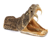 Rattesnake Head.jpg