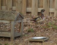 WoodDuck.jpg