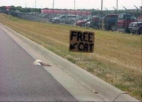 free-cat.jpg