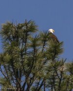 PML Bald Eagle 2 3-22-14.jpg