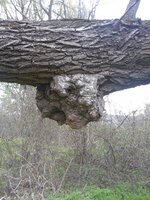 burl.jpg