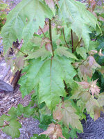 image-1312603139.jpg