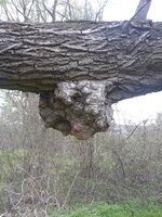 Burl.jpg