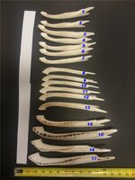 Gator_Bones.jpg