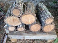HoneyLocust.jpg