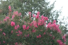 IMG_0020.jpg