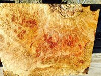 spalted maple burl.JPG