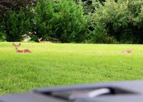 deer2.jpg deer2.jpg