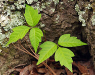 PoisonIvy.jpg