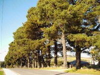 pines 001_(1).jpg
