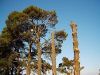 Town pine trees removal 004_(1).jpg