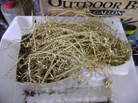 DSC02366.JPG