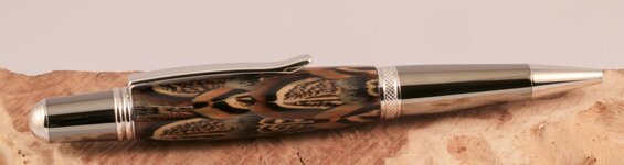 Rng neck pheasant feather Sierra 1.jpg