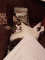 KittyHelping.jpg