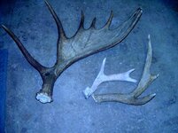 moose antler.jpg