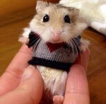 hamster.jpg