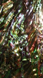 abalone.jpg