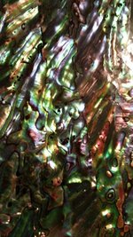 abalone1.jpg